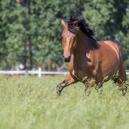 Pferdeidylle Direkt Neben Berlin In Dallgow Zewnętrze zdjęcie
