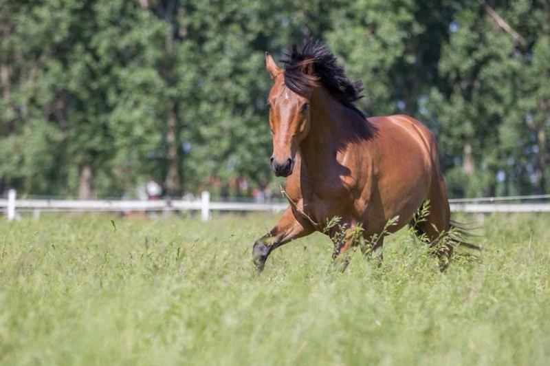Pferdeidylle Direkt Neben Berlin In Dallgow Zewnętrze zdjęcie